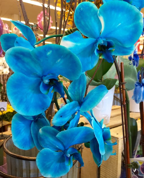 Kostnadsfri bild av blå, blå blommor, blomma