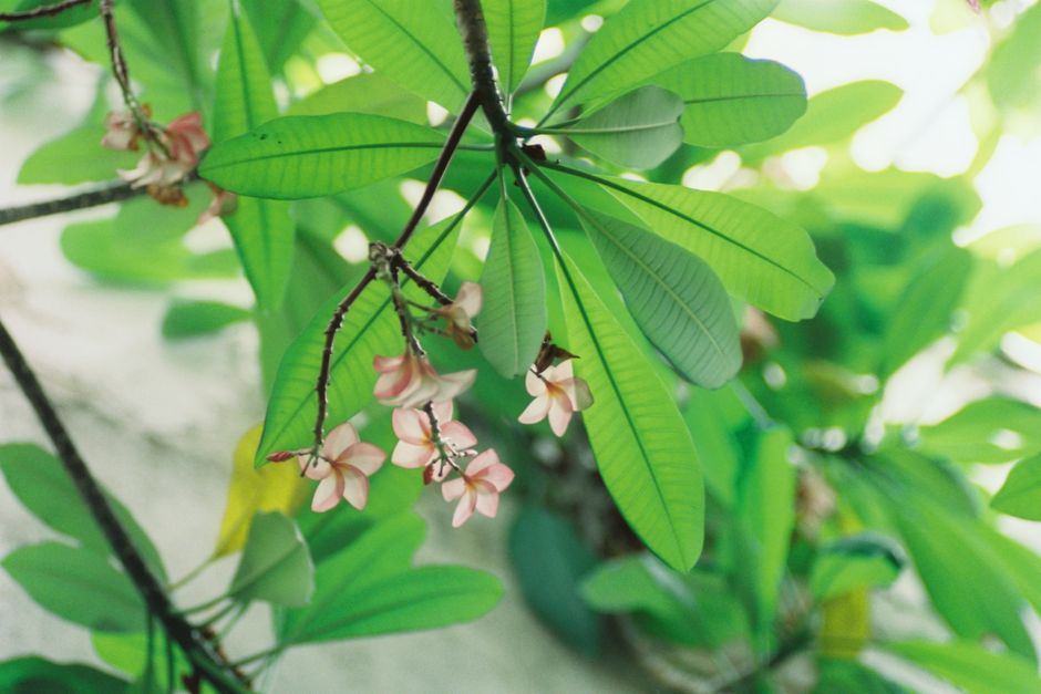 Close-up of vibrant green leaves with delicate pink flowers in natural sunlight.