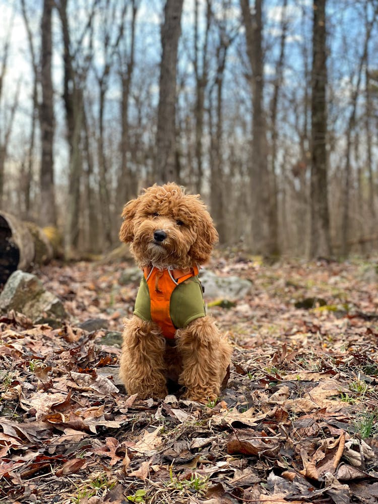 Puppy Poodle In Forest