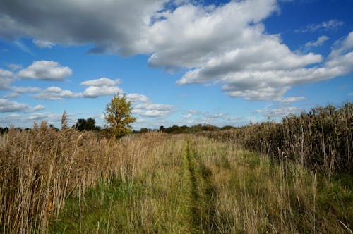 Scenic View of a Meadow and White Clouds in the Sky 