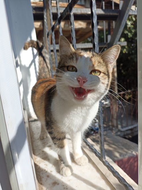 Cat on Windowsill