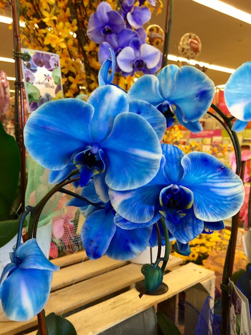 Kostnadsfri bild av blå, blå blommor, blomma