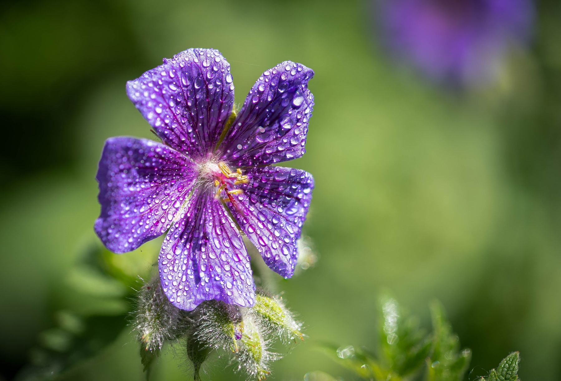 Purple cranesbill flower close-up Purple cranesbill flower close-up