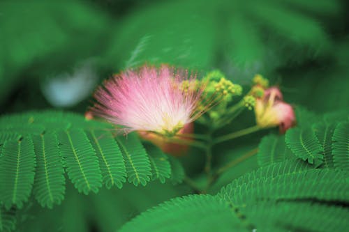 Kostnadsfri bild av blomma, närbild, natur