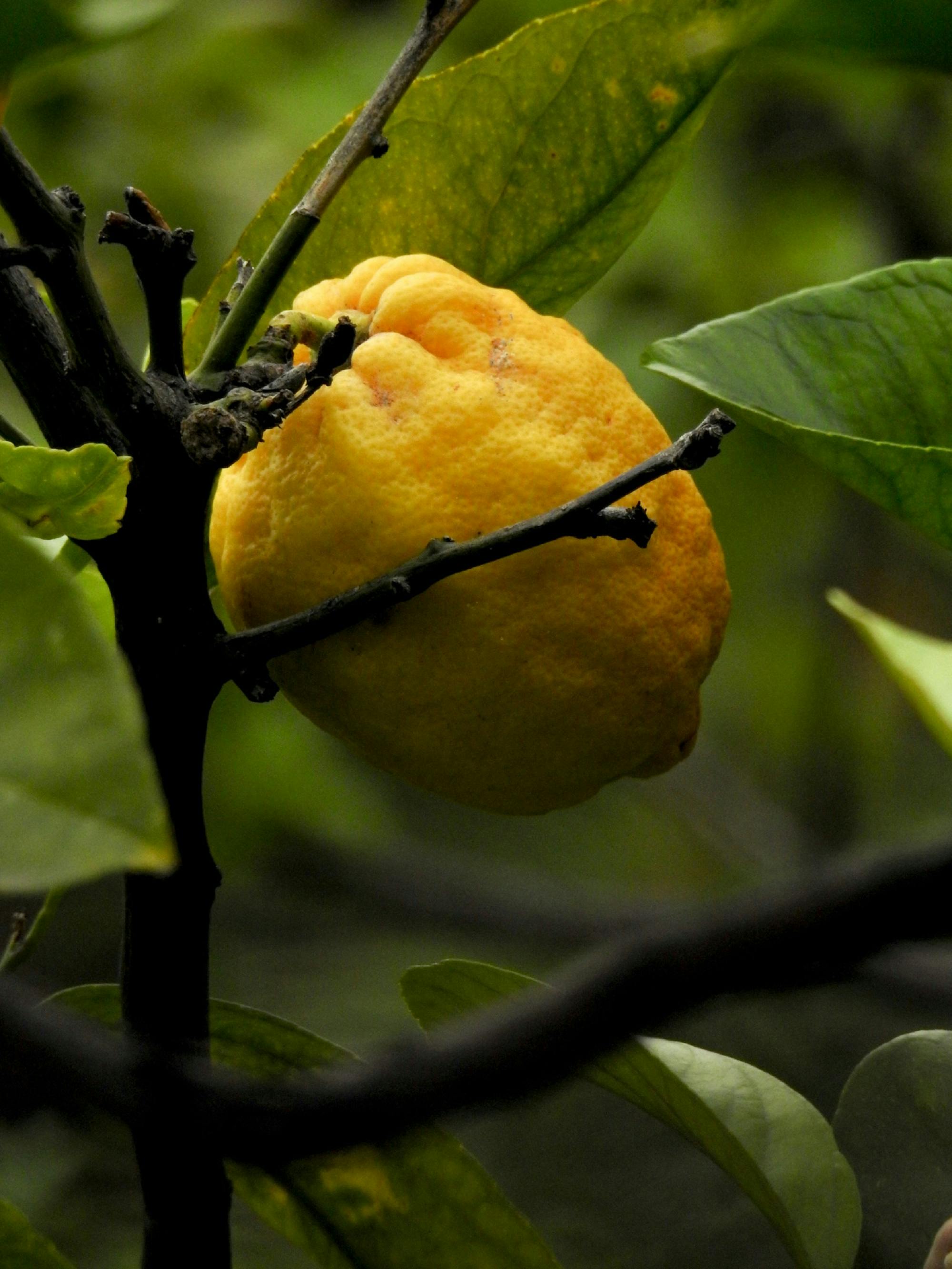 close up of a lemon