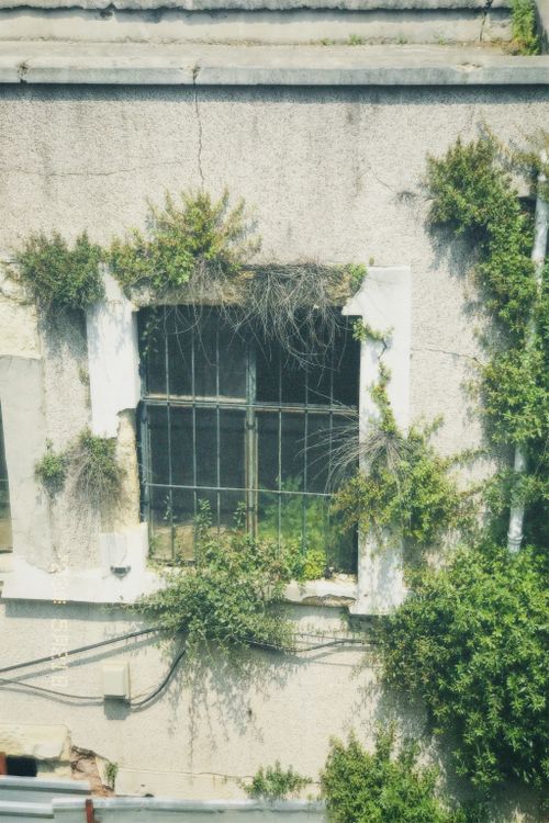 Free A weathered window overtaken by greenery on an abandoned concrete structure. Stock Photo