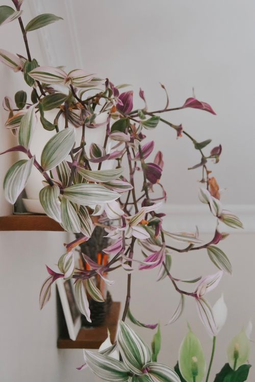 Free Beautiful variegated Tradescantia plant on an indoor shelf in Istanbul, Turkey. Stock Photo