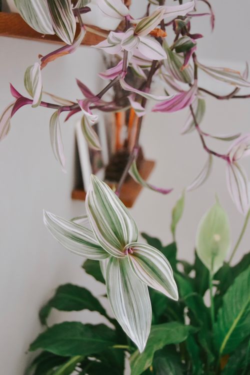 Free stock photo of bitki, blooms, green Stock Photo