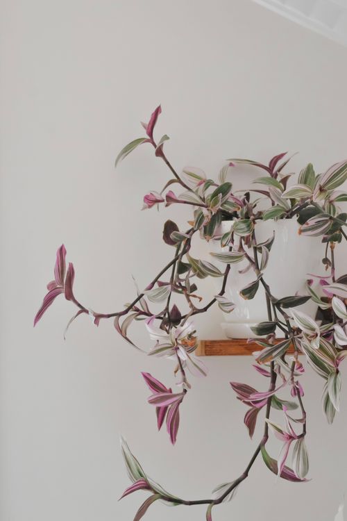 Free A variegated plant in a white pot against a minimalist background, perfect for modern decor. Stock Photo