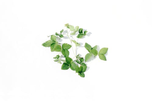 Strawberry Leaves in White Background