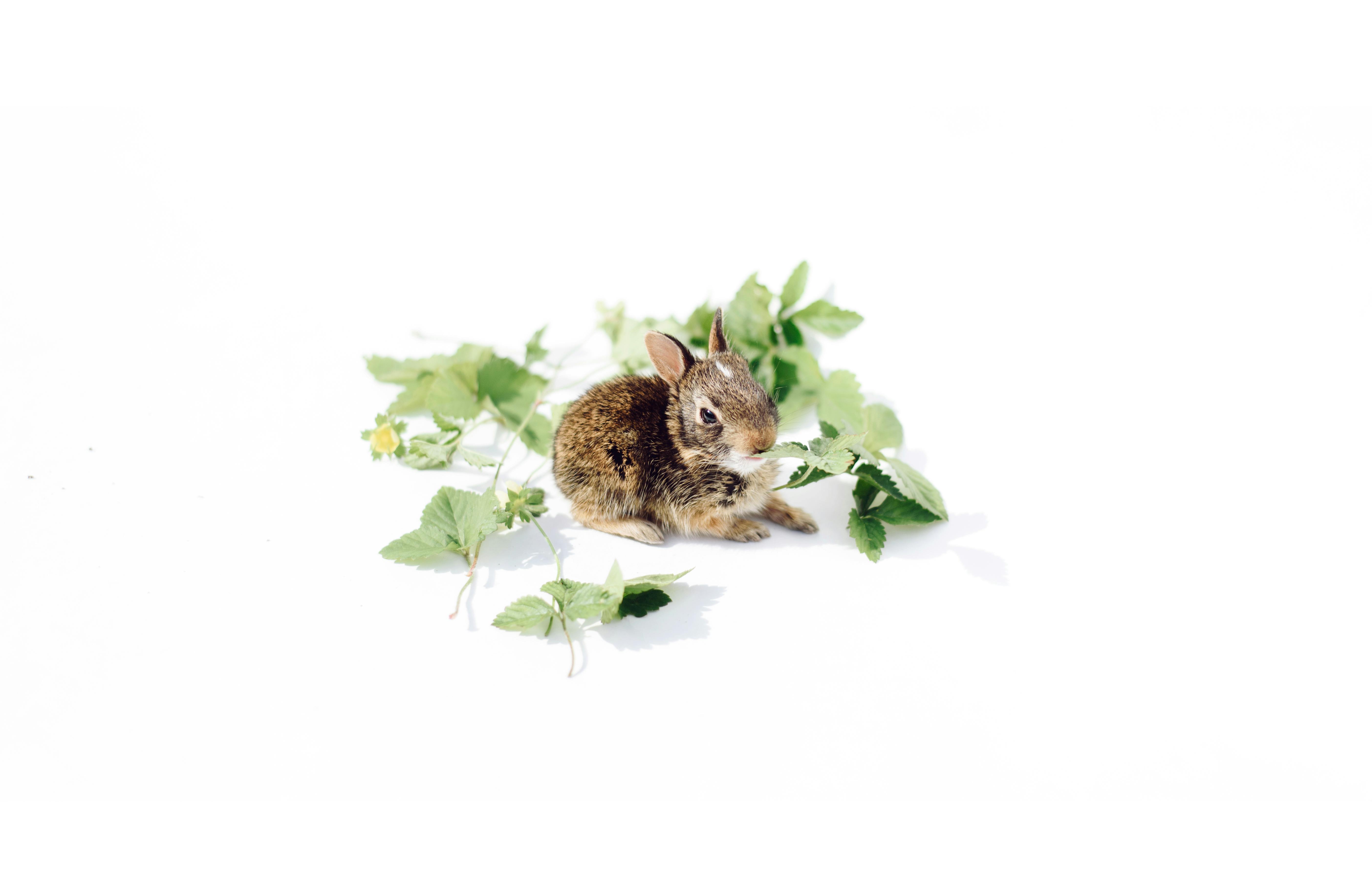 Quantos filhotes uma coelha pode ter na primeira ninhada?