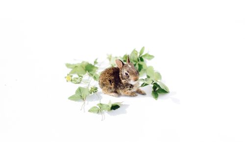 Free Adorable rabbit surrounded by green leaves on a white background, a perfect spring scene. Stock Photo