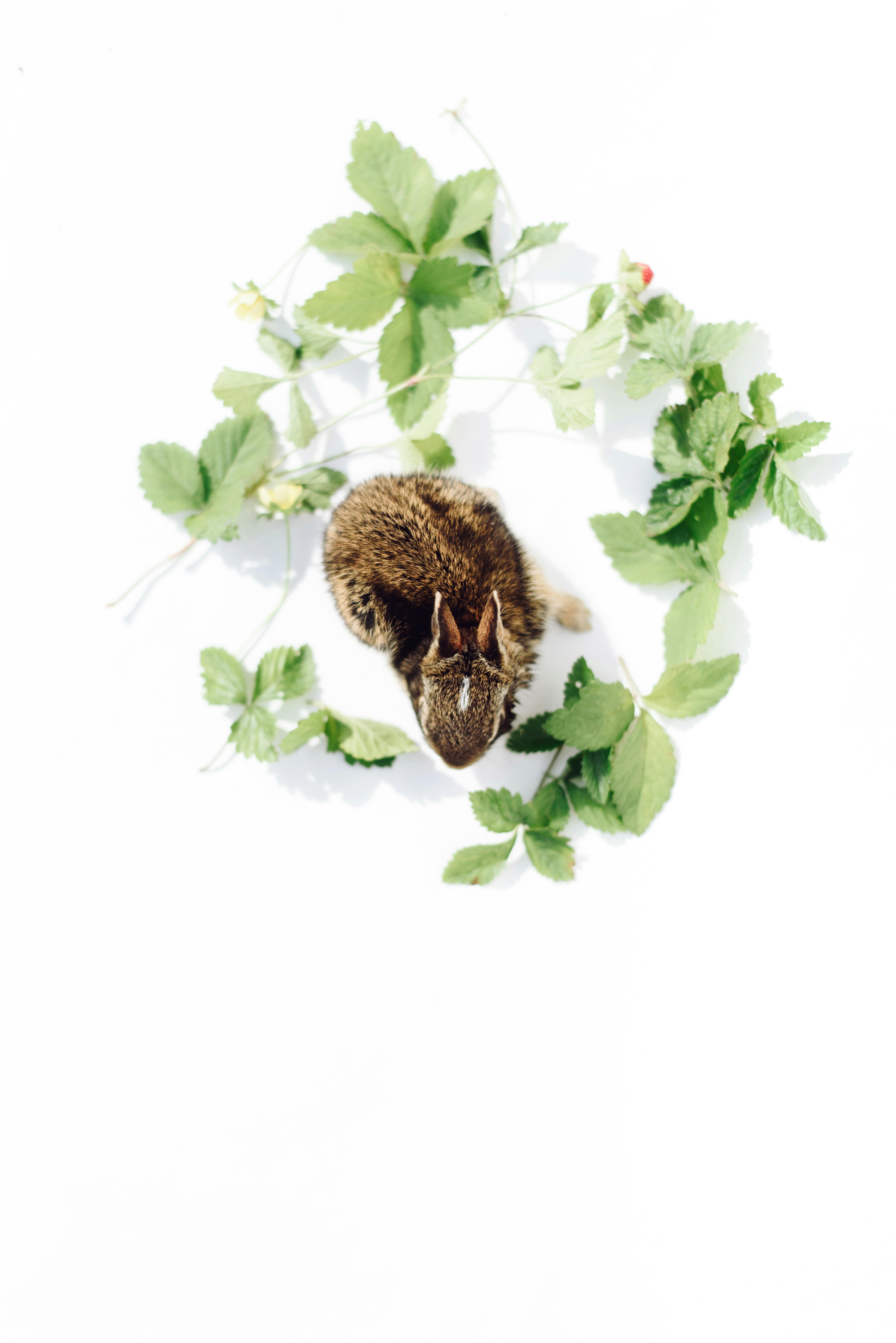 Adorable bunny nestled among green leaves on a white background, perfect for spring themes.