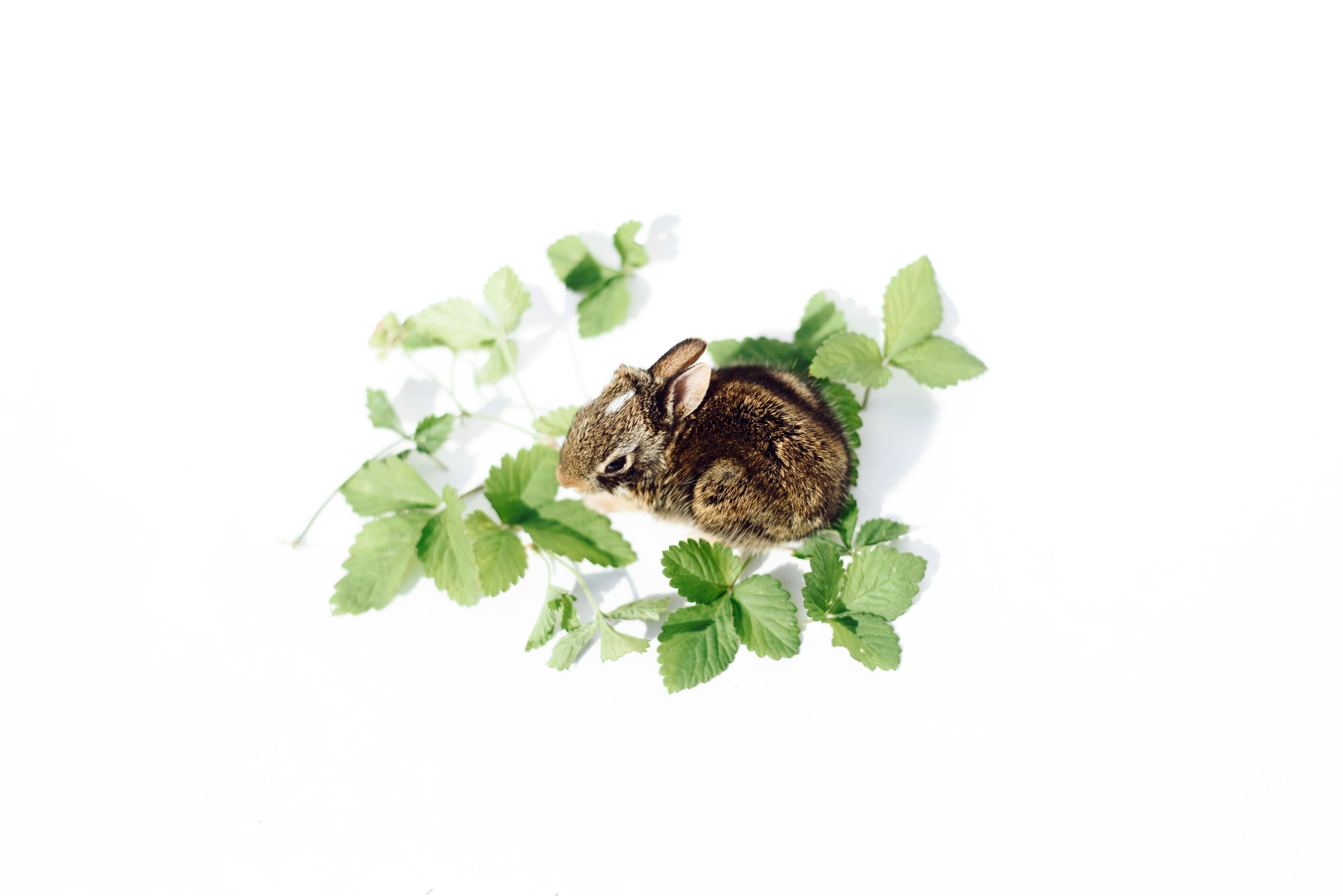 Cute baby bunny surrounded by green leaves on a white background, perfect for spring or Easter themes.