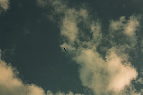Bird Flying against White Clouds in Blue Sky