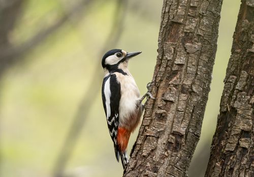 Free A close-up of a Great Spotted Woodpecker perched on a tree in a natural setting. Stock Photo