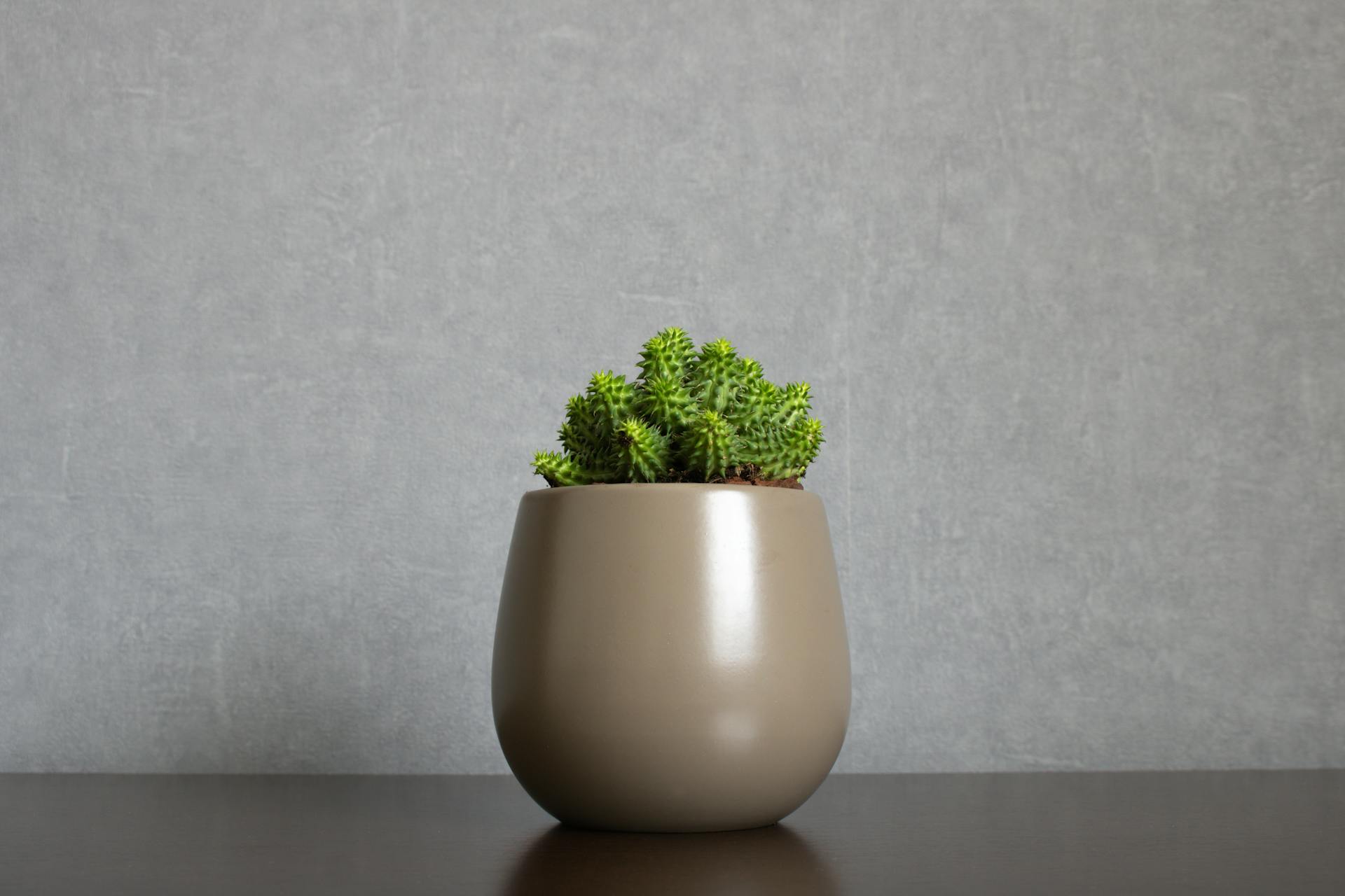 Green euphorbia susannae succulent plant growing in ceramic vase isolated on clean gray background centered on a shelf. Minimalist setting in sober earth tones with empty space for text