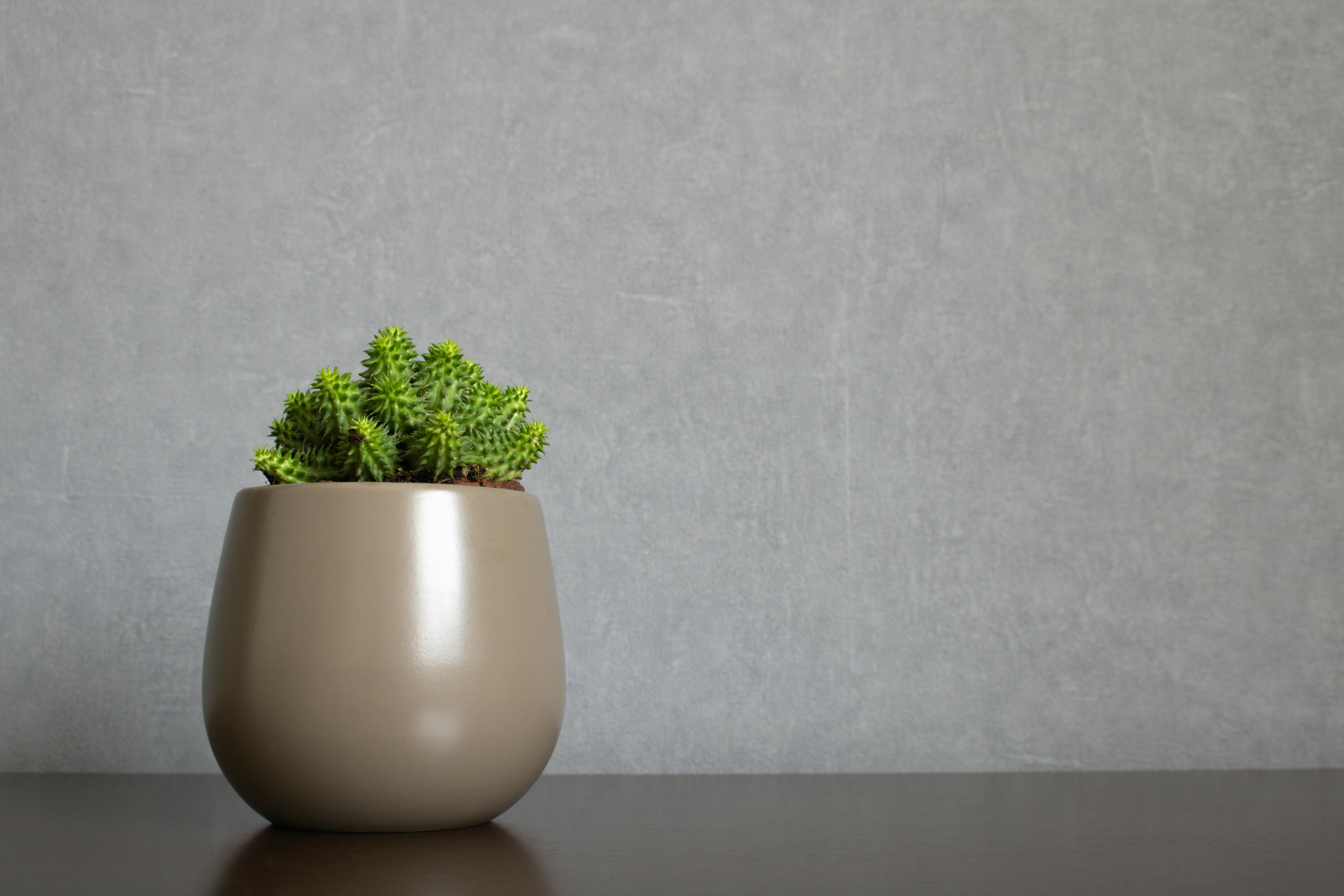 Green euphorbia susannae succulent plant growing in ceramic vase isolated on clean background placed off-center on shelf. Minimalist setting in sober earth tones with empty space for text ...