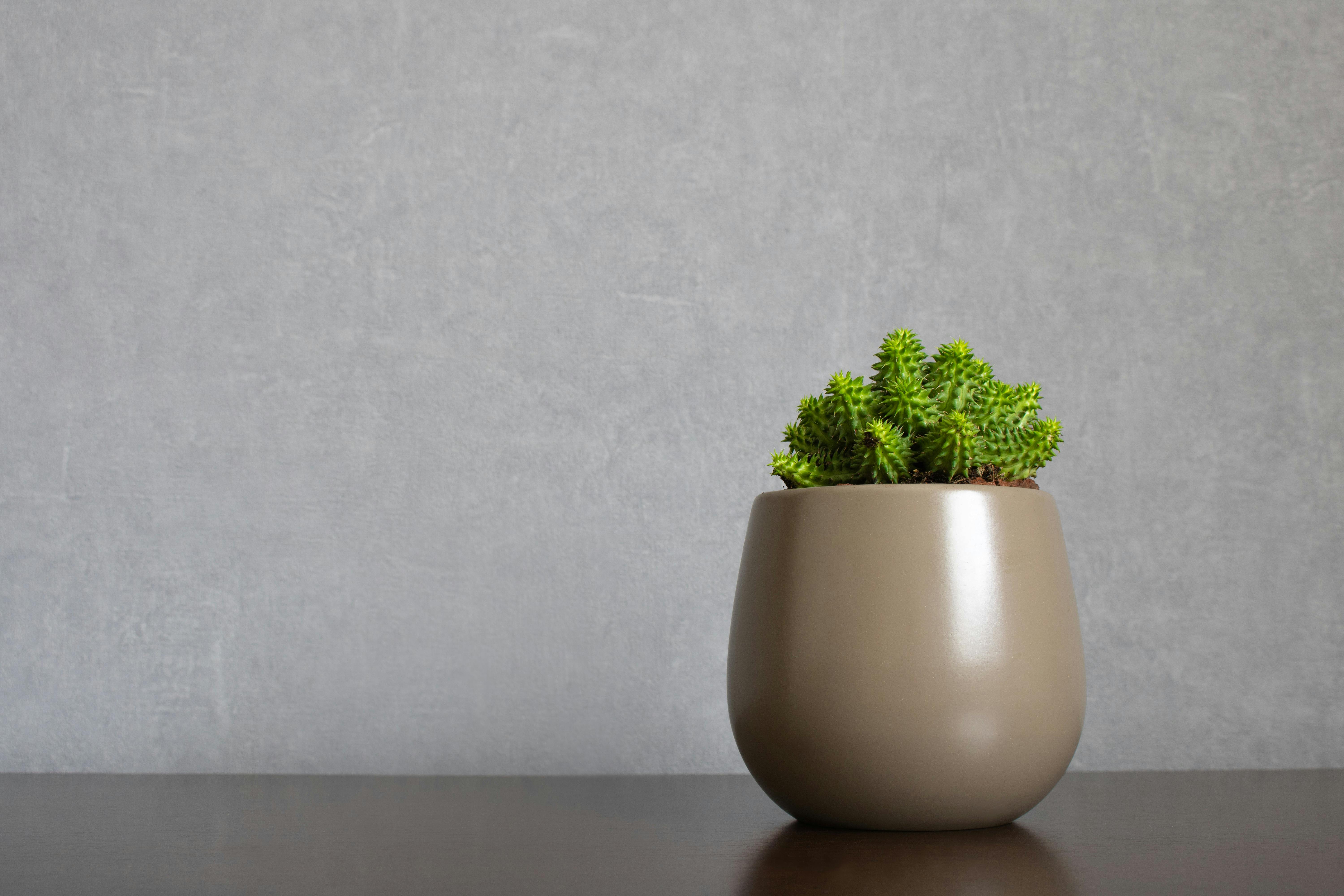 green euphorbia susannae succulent plant growing in ceramic vase isolated on clean background placed off center on shelf minimalist setting in sober earth tones with empty space for text