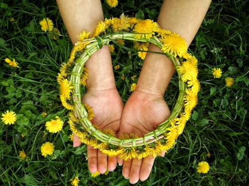 คลังภาพถ่ายฟรี ของ ดอกแดนดิไลออน, ทำด้วยมือ, ทุ่งหญ้า