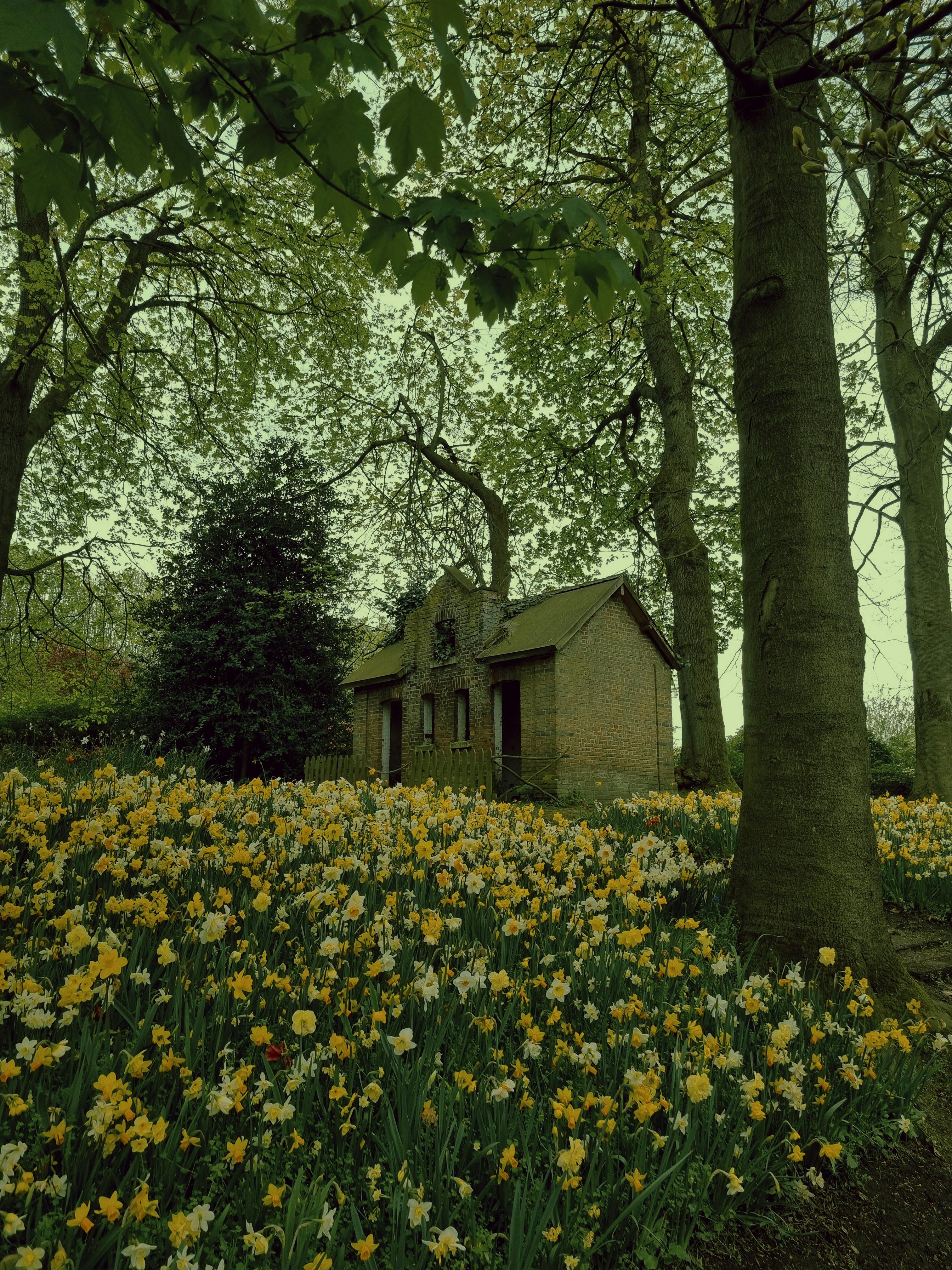 h*o様 house on the hill Yellow flower 90s house on the hill Yellow flower 90size Colorful Flowers near House