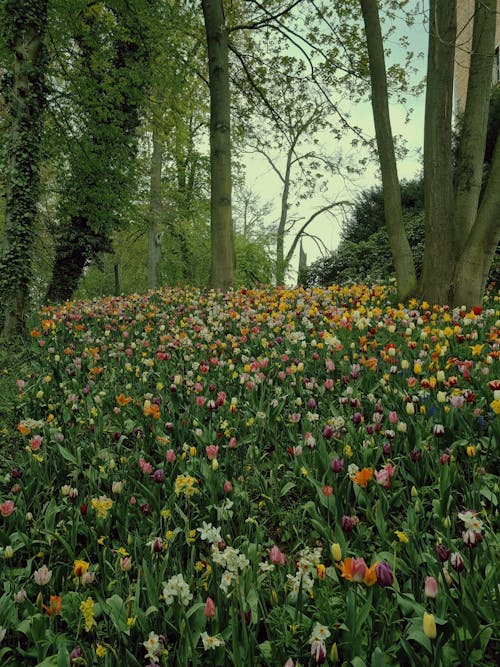カラフル, フラワーズ, 咲くの無料の写真素材