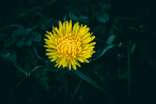 Fotobanka s bezplatnými fotkami na tému diaľničná nálepka, kvet, kvet ovocného stromu