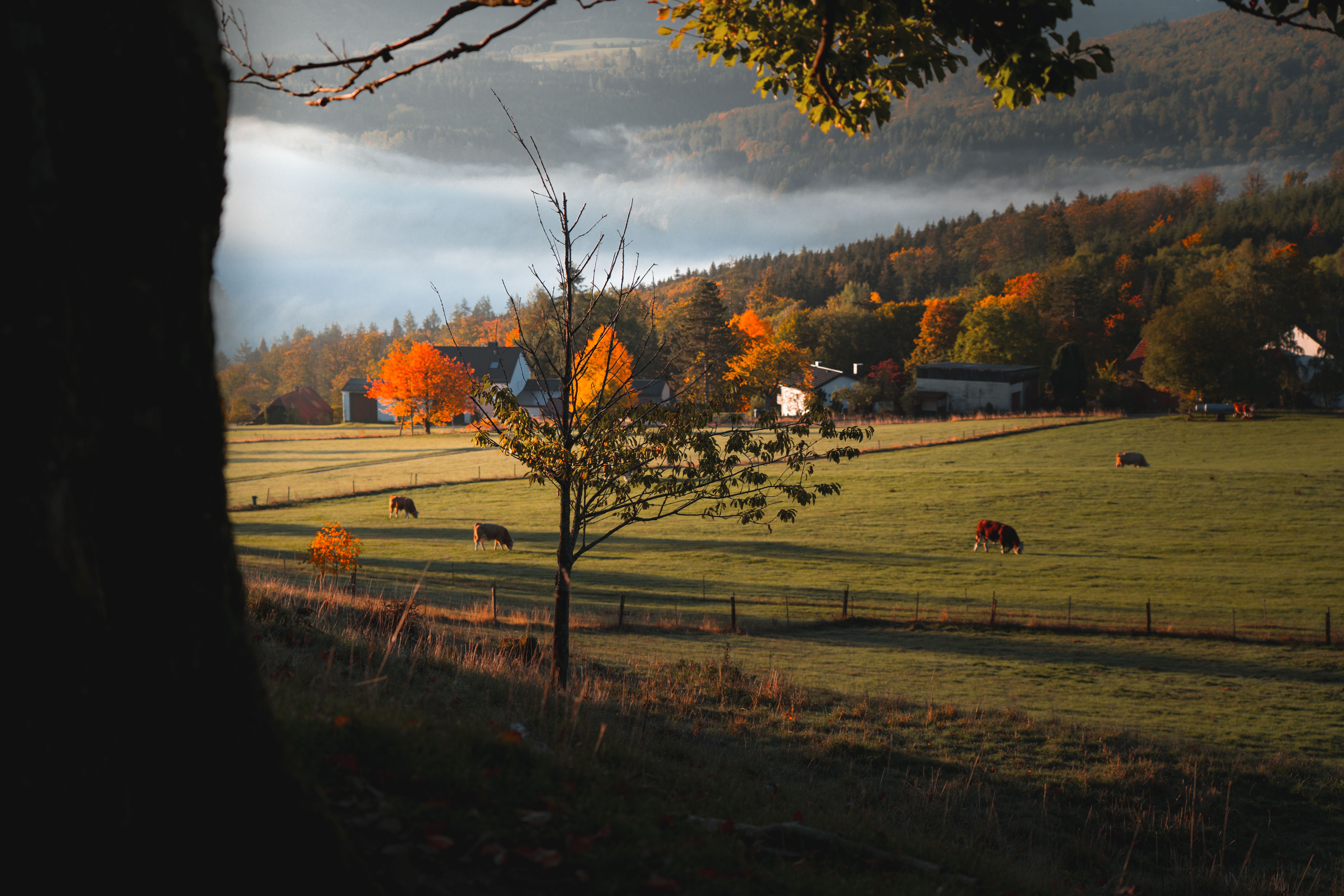 Pasture in Countryside in Autumn · Free Stock Photo