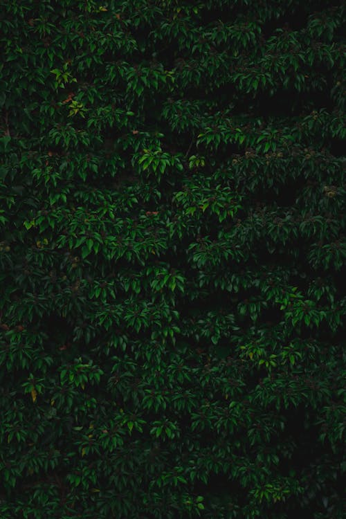 가지, 나뭇잎, 녹색의 무료 스톡 사진