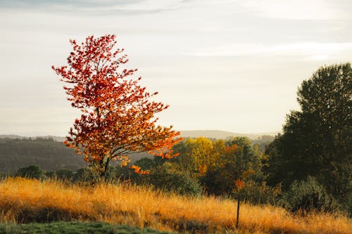 Autumnal Landscape of Hills and Trees