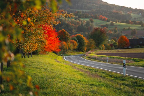 Imagine de stoc gratuită din arbori, drum, la țară