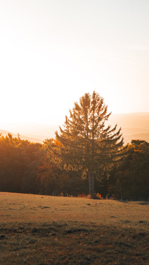 A Grass Field and Trees at Sunset 