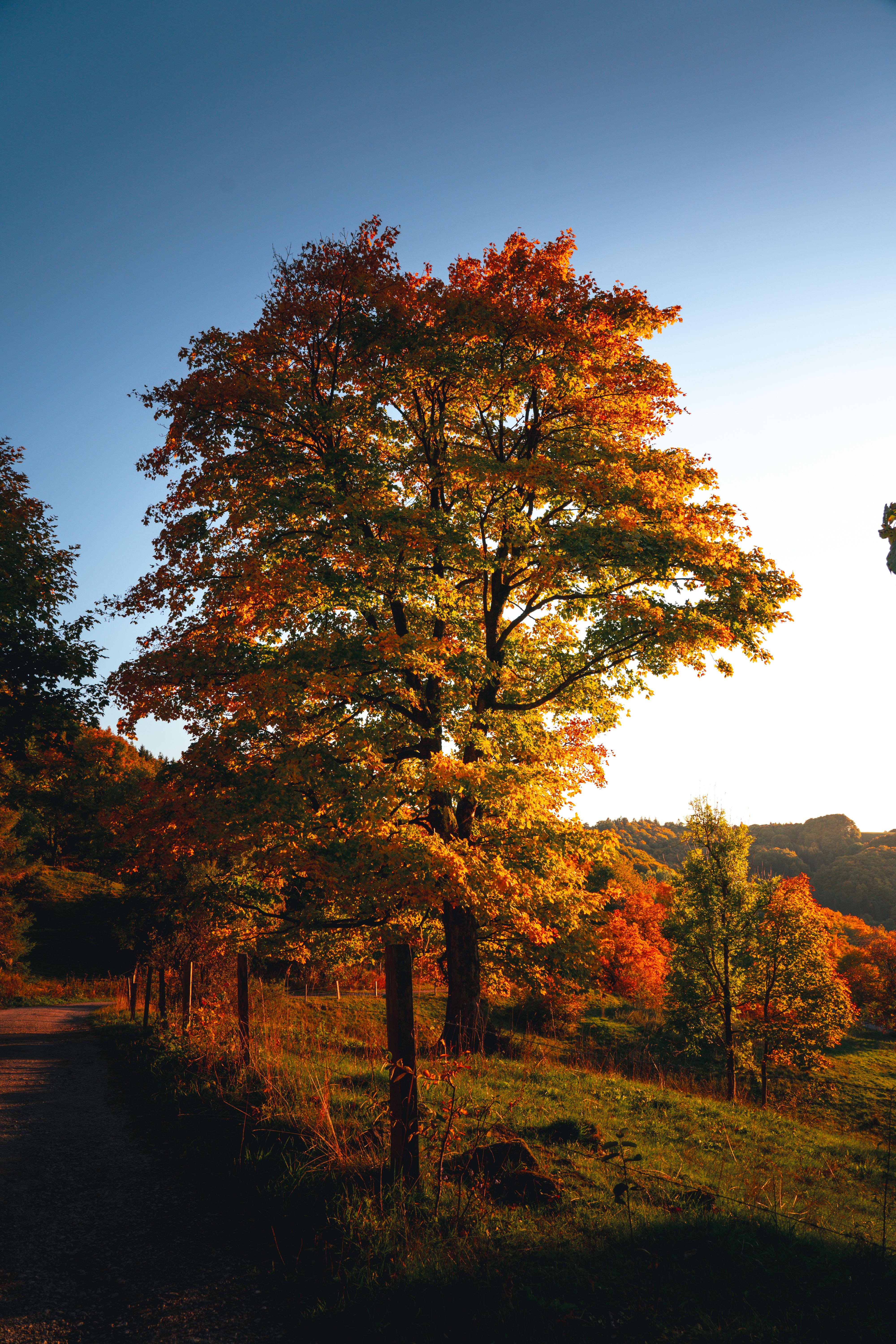 Colorful Trees in Autumn · Free Stock Photo