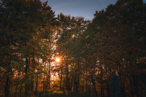 The Sun Shining between Trees in the Forest 