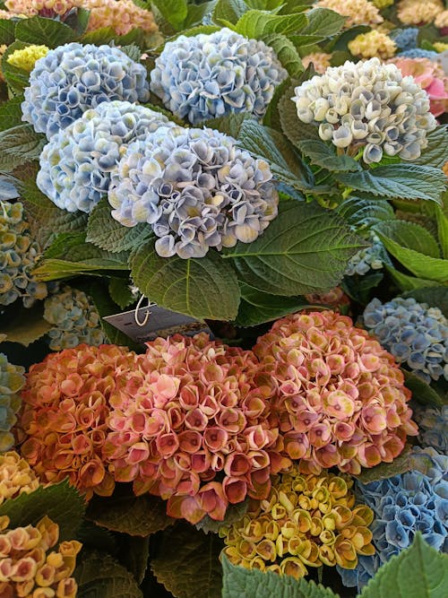 Hydrangea Flowers in Different Colors 