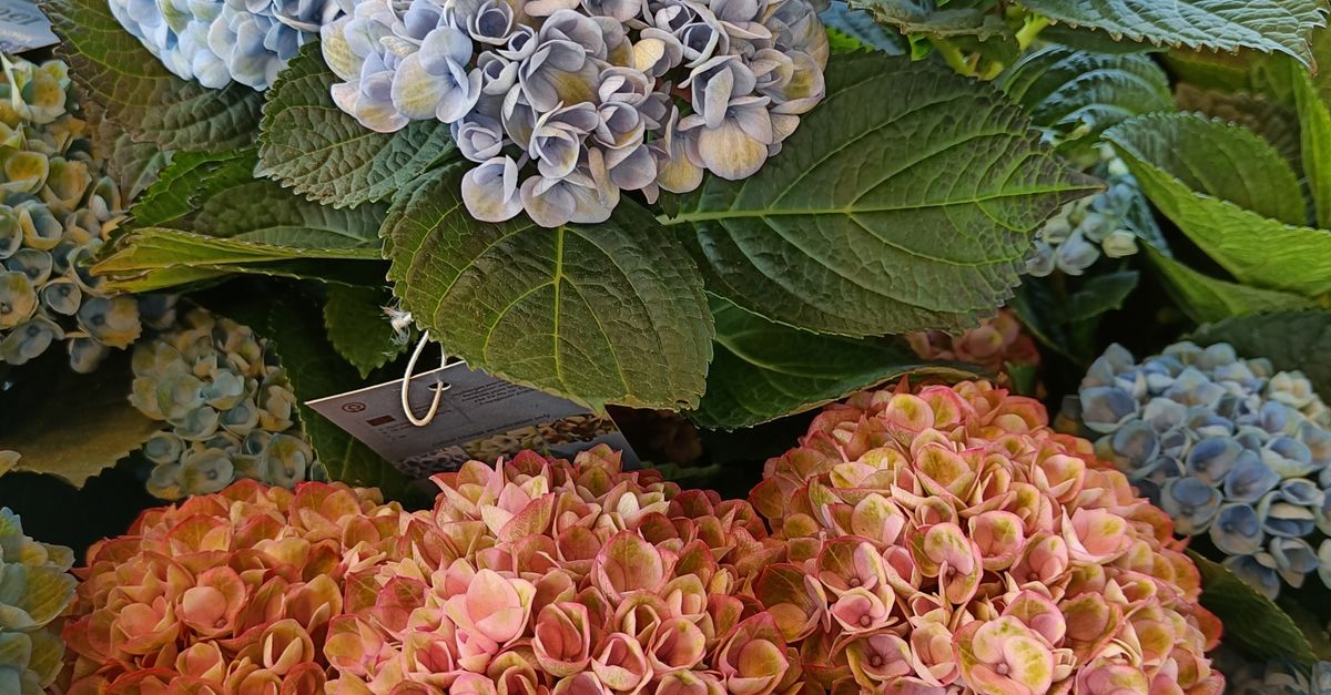 Different Color Hydrangea Hydrangea Flowers in Different Colors Β· Free Stock Photo