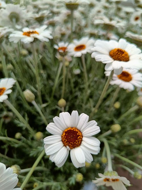 Free A vibrant close-up of blooming daisies captured outdoors in Espoo, Finland. Stock Photo
