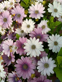 Vibrant multi-colored daisies captured in Espoo, Finland, showcasing natural beauty and floral diversity.