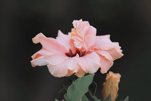 Close-up of a soft pink hibiscus flower showcasing its delicate petals and natural beauty.