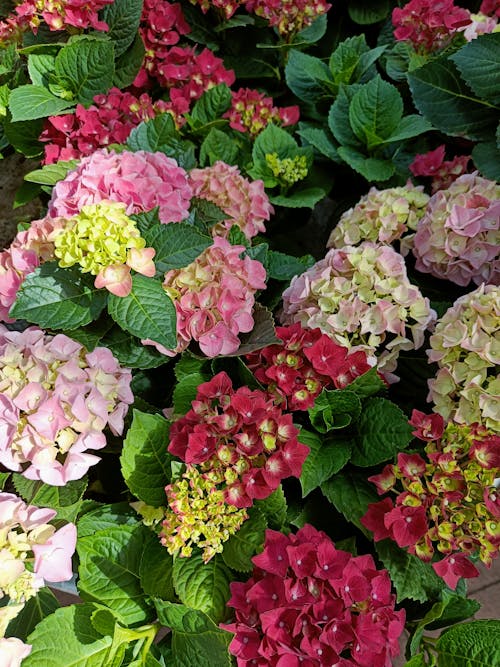 Hydrangeas in Different Shades of Pink 