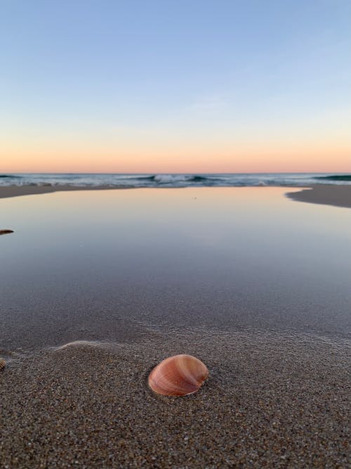 A Seashell on the Beach at Sunset 