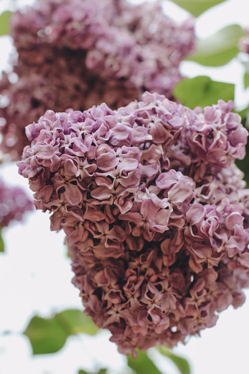 Decorative Lilac Flowers in Spring