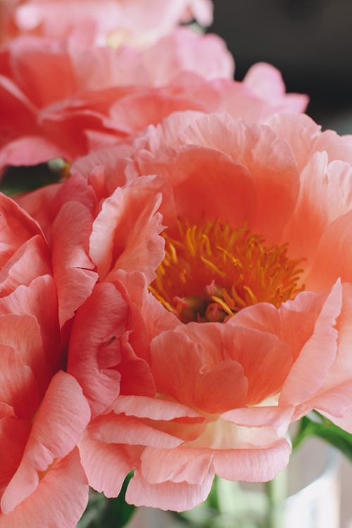 Free Beautiful close-up of blooming pink peony flowers with delicate petals. Perfect for nature photography. Stock Photo
