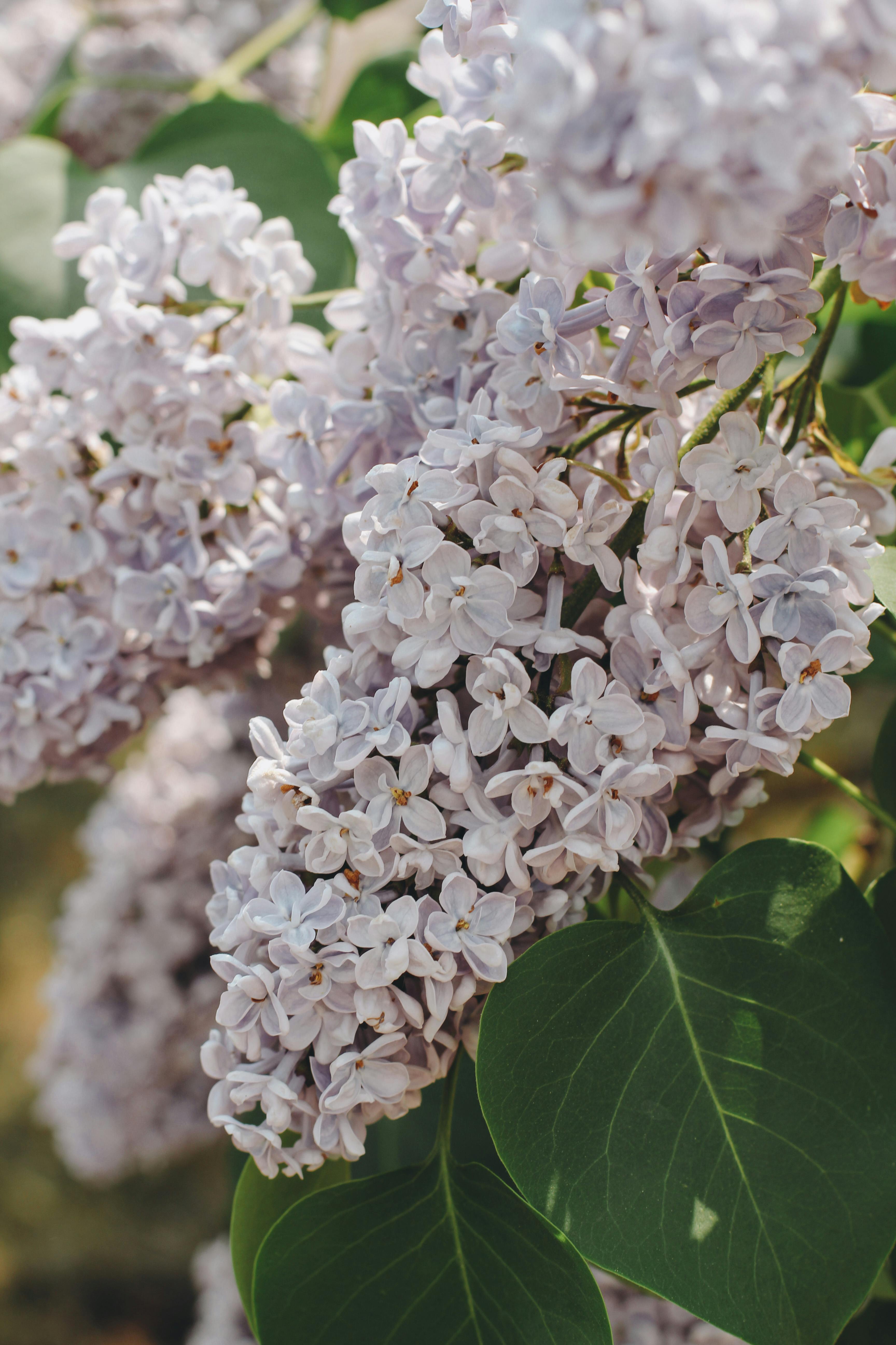 Close-up of lilac flowers blooming in a spring garden, showcasing nature's beauty.