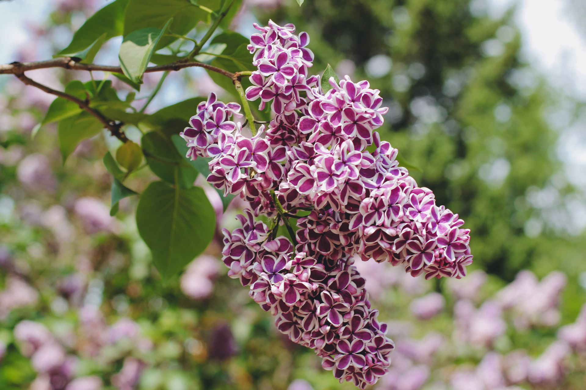 Vibrant purple lilac flowers blooming on a branch in springtime outdoors.
