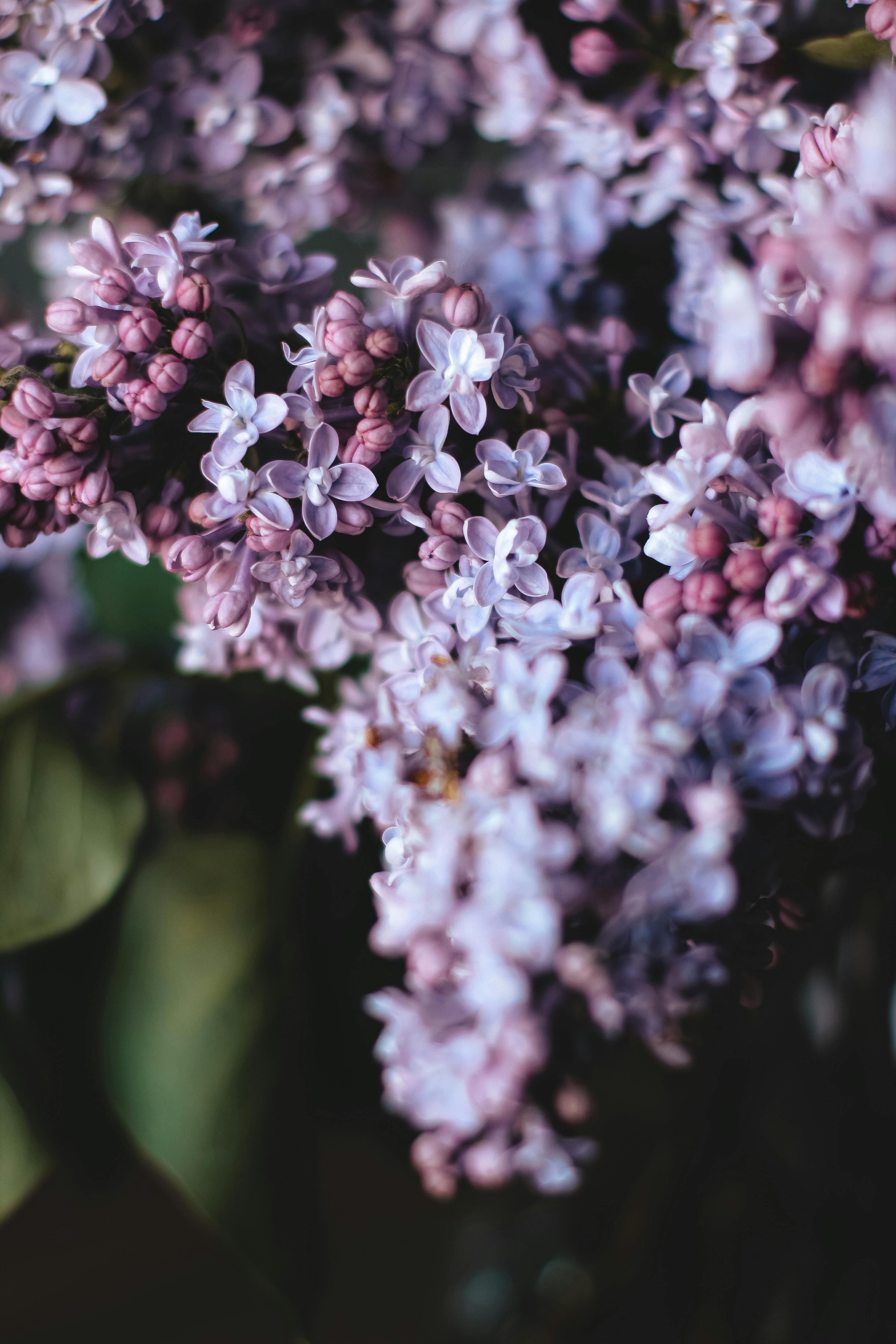 Beautiful close-up of delicate lilac blossoms showcasing nature's vibrant colors and intricate details.