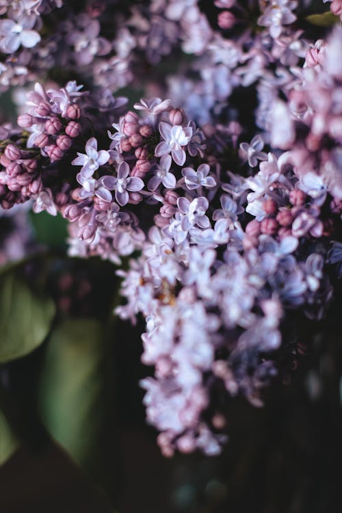 Close-up of Lilac Flowers