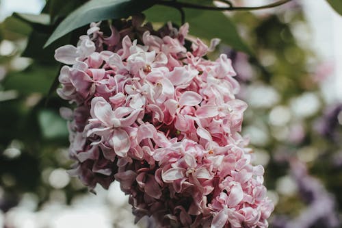 Close-up of Pink Lilac Flowers on the Tree