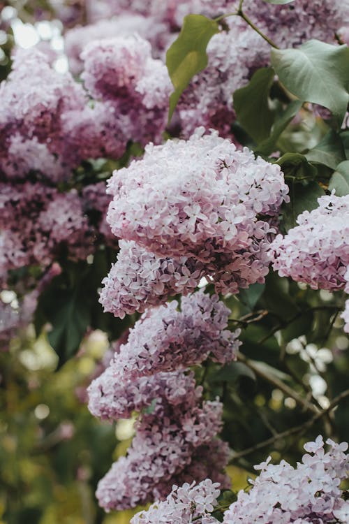 Close-up of Lilac Flowers