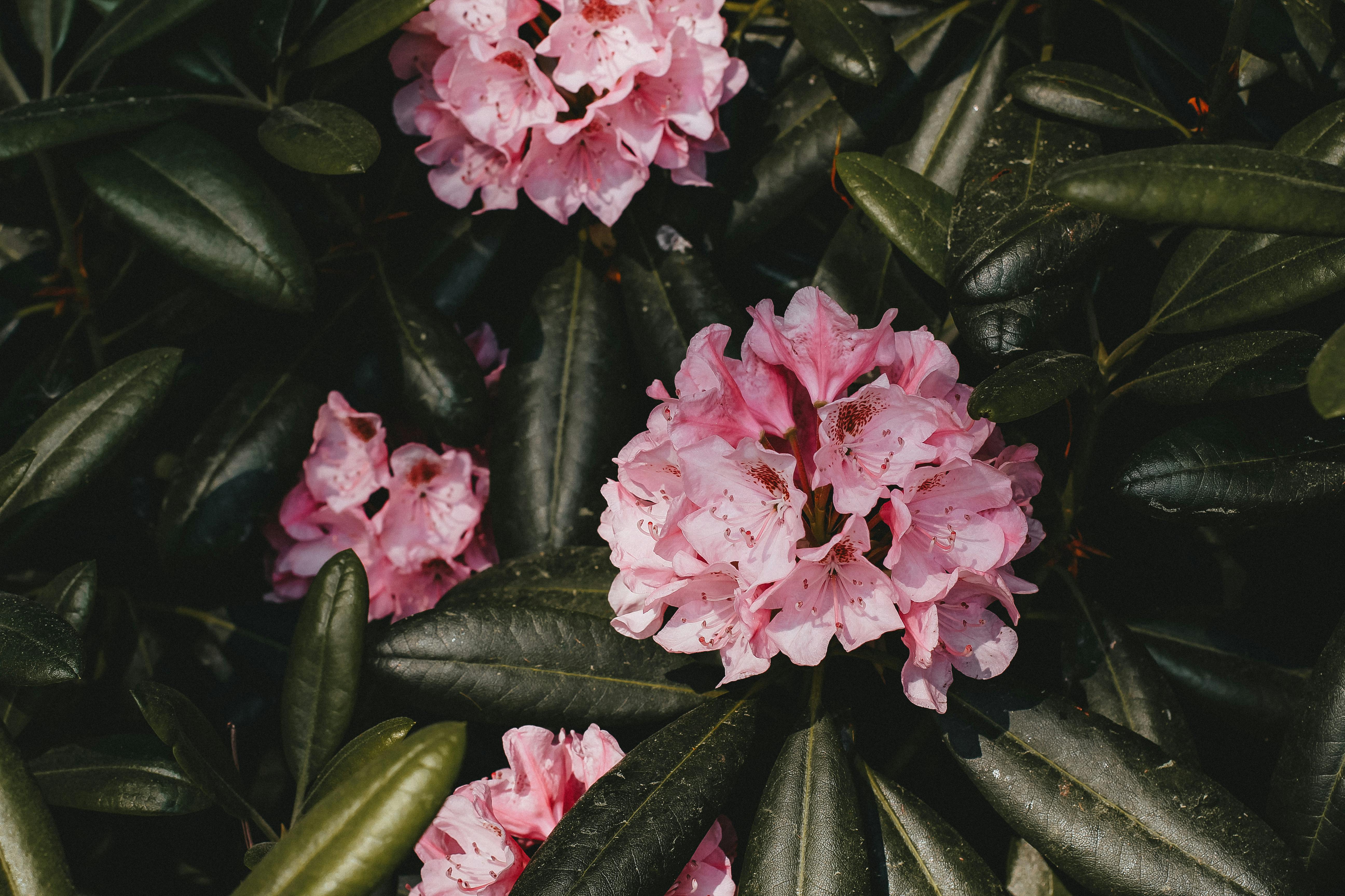 Close-up of stunning pink azalea flowers surrounded by dark green leaves in a garden setting.